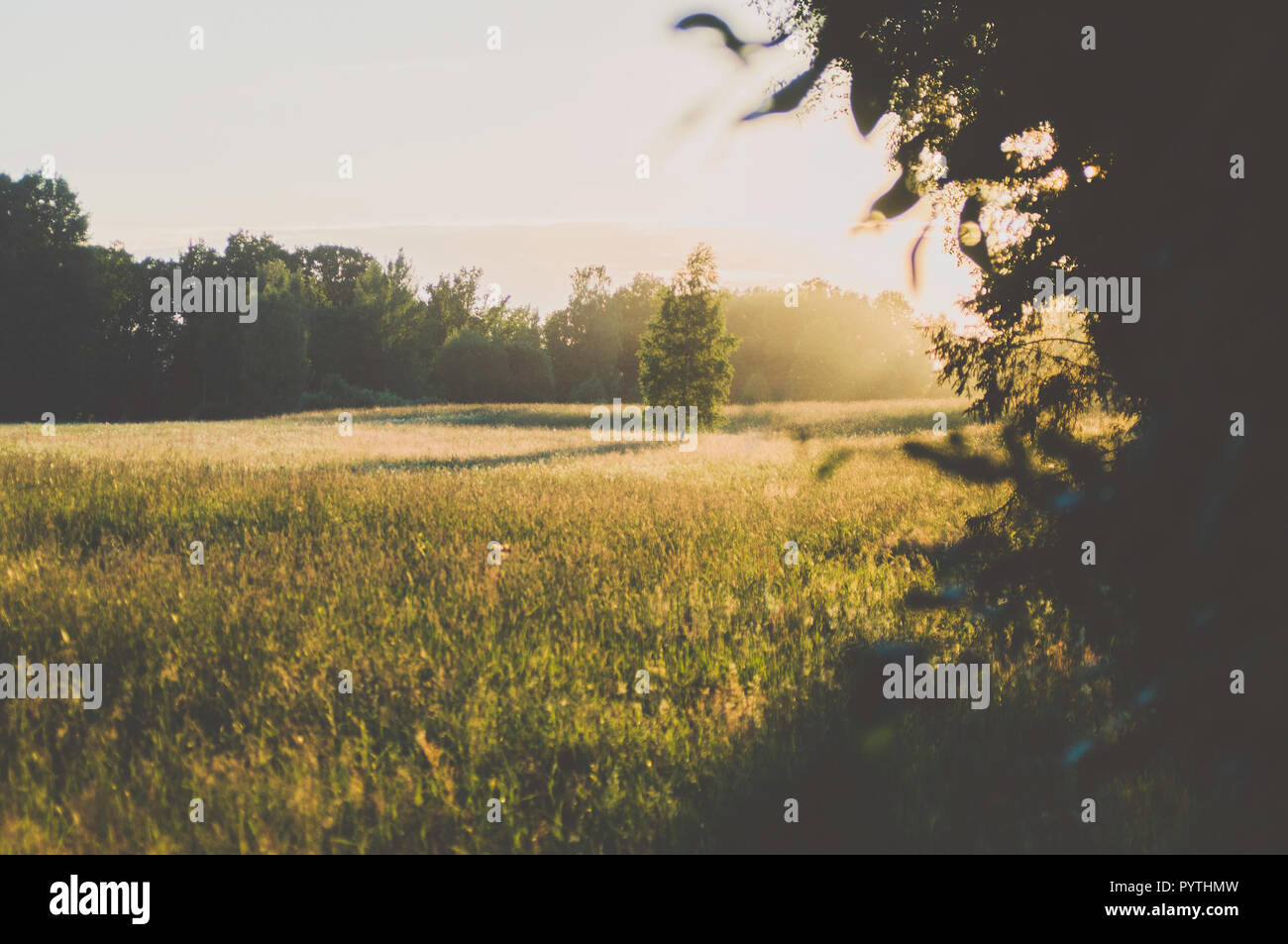 La Betulla nel campo d'erba. Lunghe ombre della sera. Foto Stock