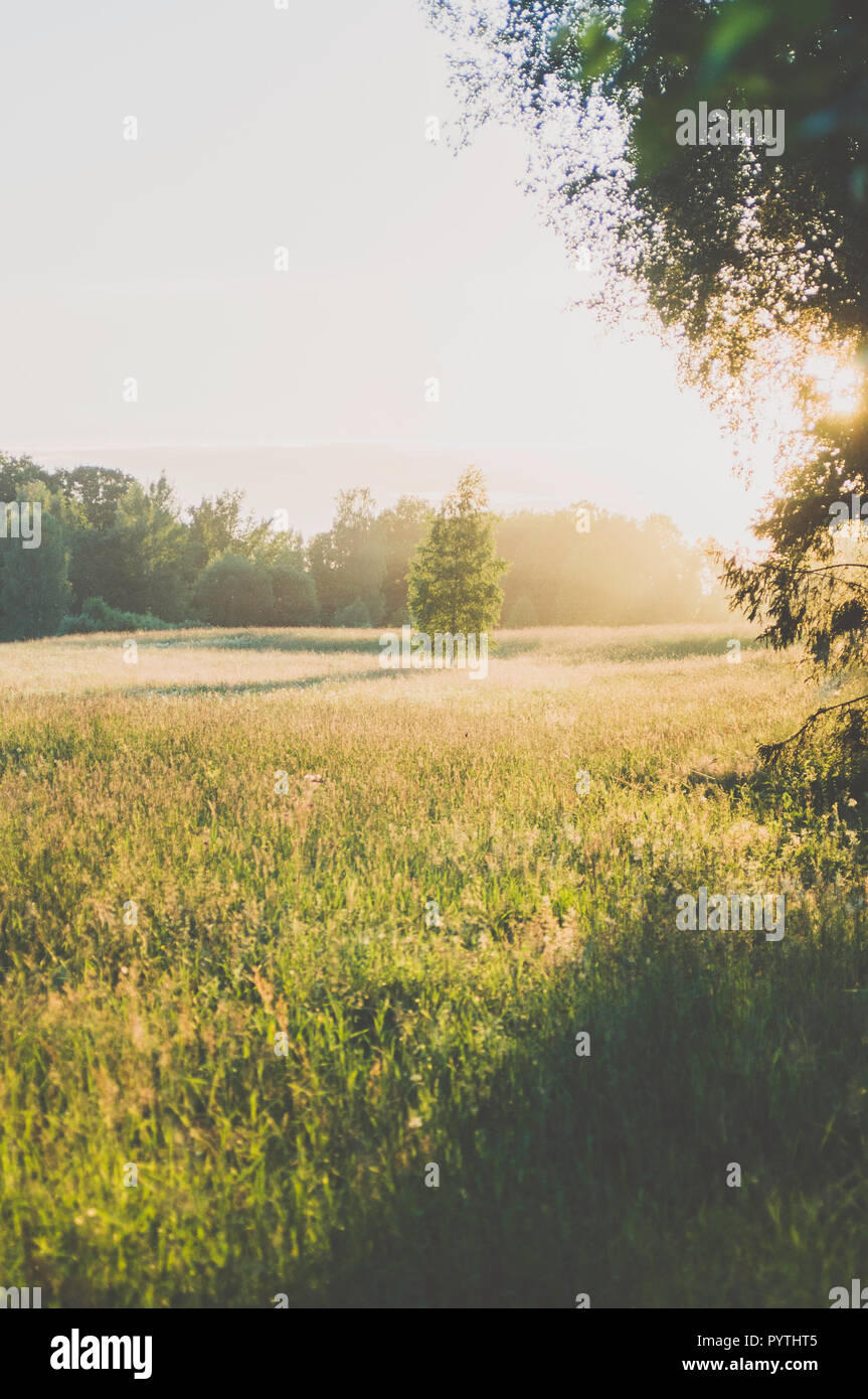 La Betulla nel campo d'erba. Lunghe ombre della sera. Foto Stock