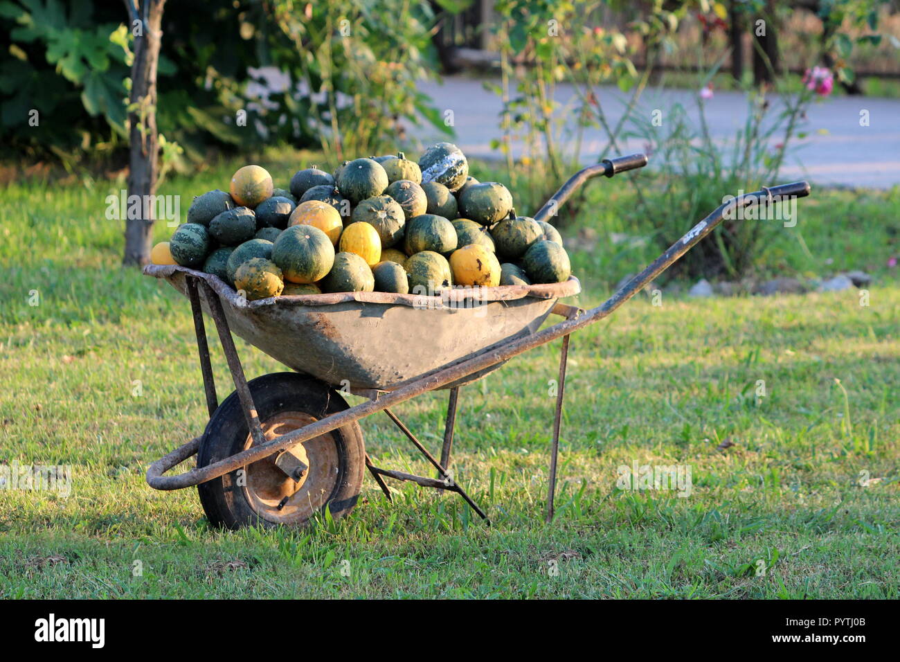 Rotto usato pesantemente la carriola costruzione carrello con due maniglie e singola ruota piena di raccolti di fresco e verde zucca gialla Foto Stock