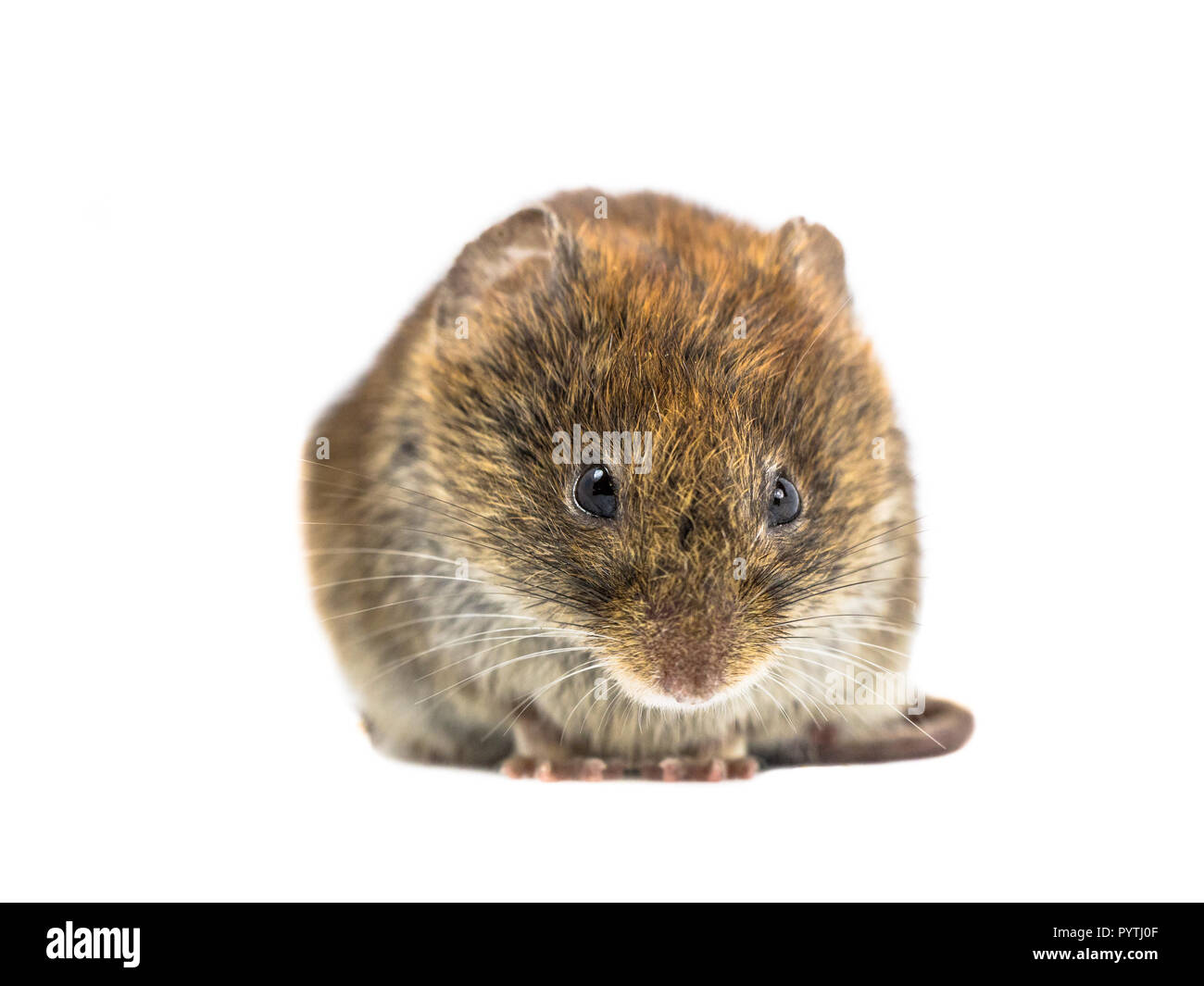 Frontale fino in prossimità della banca selvatici vole mouse (Myodes glareolus) guardando arrabbiato nella fotocamera su sfondo bianco Foto Stock
