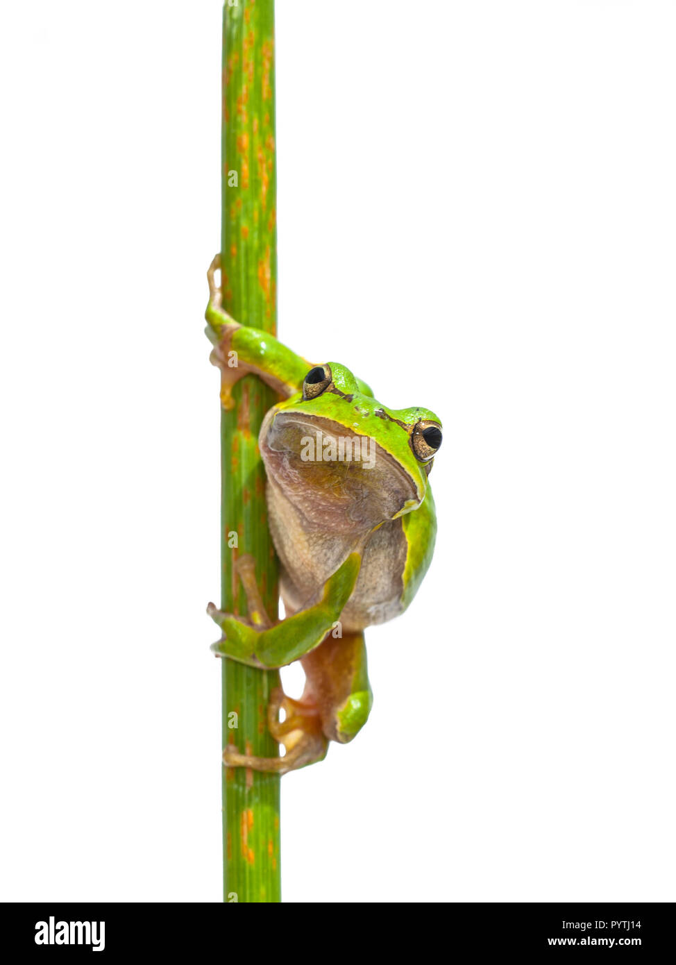 Verde Raganella (Hyla arborea) Guardando nella telecamera mentre appollaiato in un bastoncino verticale, isolato su sfondo bianco Foto Stock