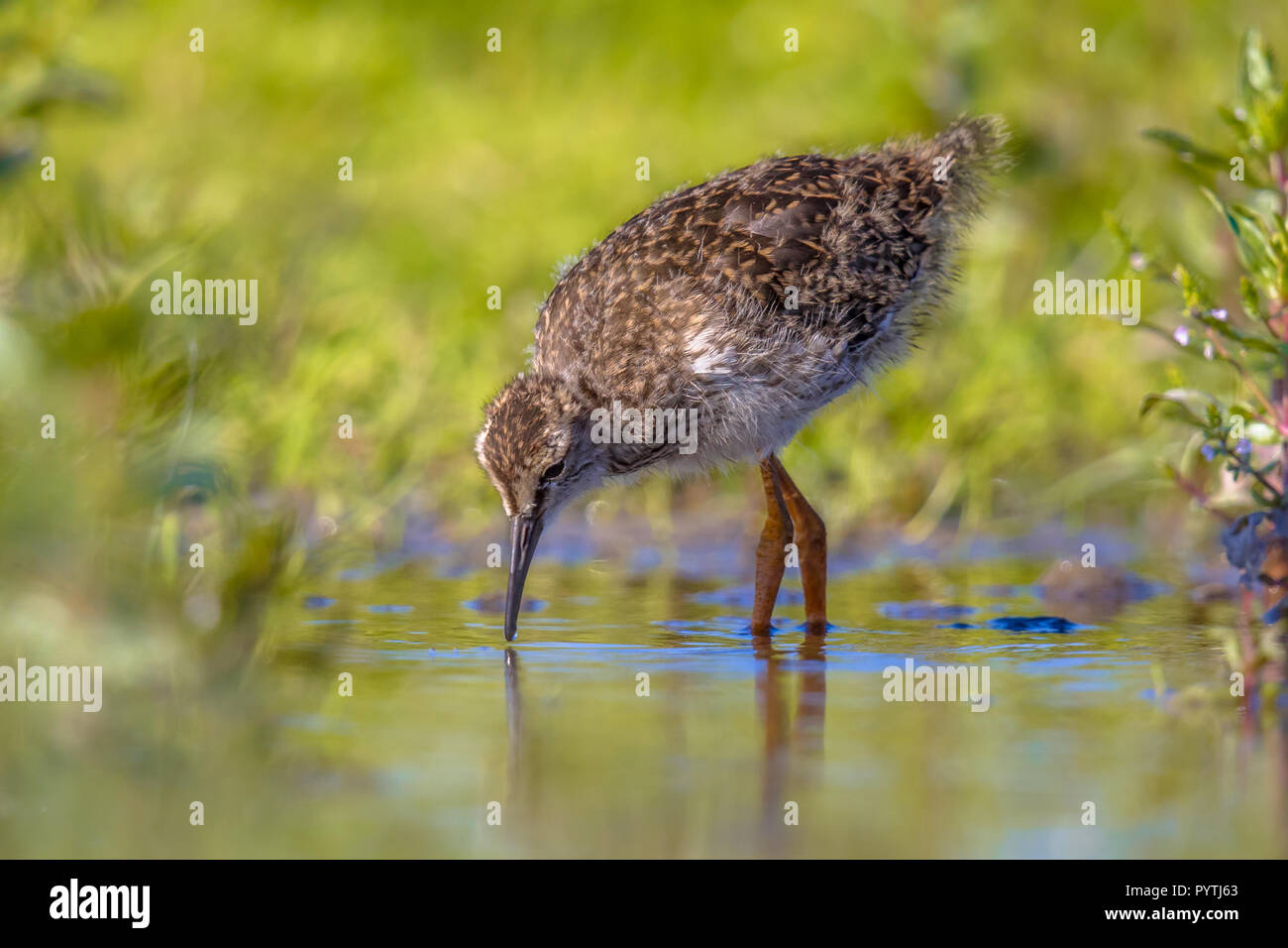 Nero-tailed Godwit (Limosa limosa) chick a caccia di insetti in acqua. Questo wader uccello è di allevamento in olandese aree costiere. Circa la metà del mondo p Foto Stock Nero-tailed Godwit (Limosa limosa) chick a caccia di insetti in acqua. Questo wader uccello è di allevamento in olandese aree costiere. Circa la metà del mondo p Foto Stock