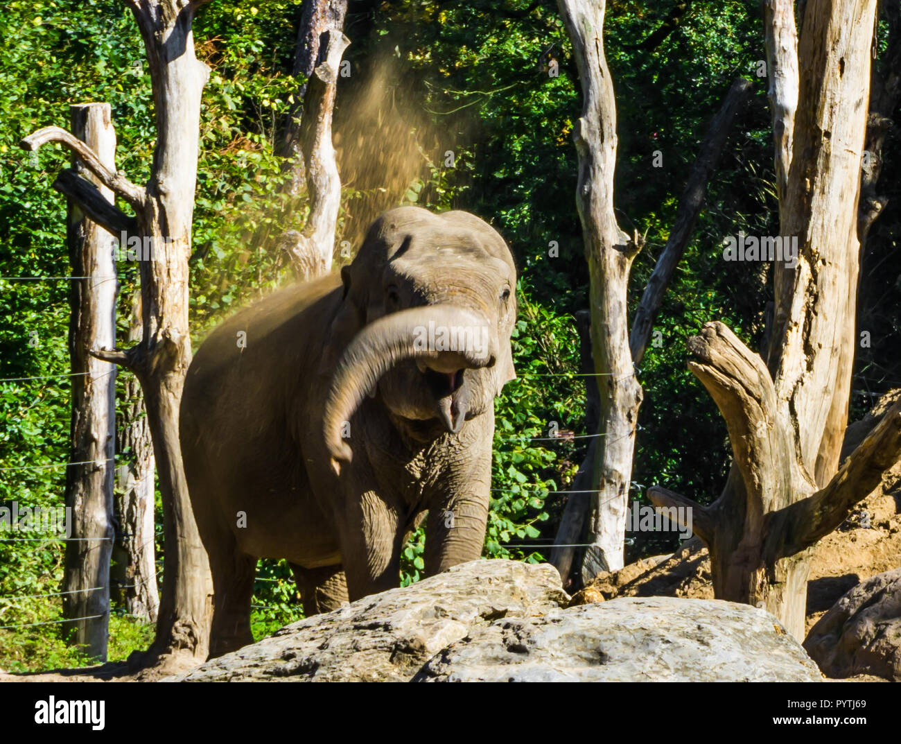 Brown giovane elefante africano gettando sabbia con il suo tronco e la creazione di una doccia di sabbia giocoso comportamento animale Foto Stock