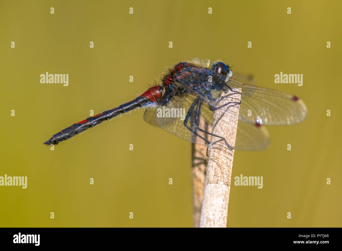 Whiteface Ruby (Leucorrhinia rubicunda) dragonfly appollaiato su reed con sfondo verde. Foto Stock