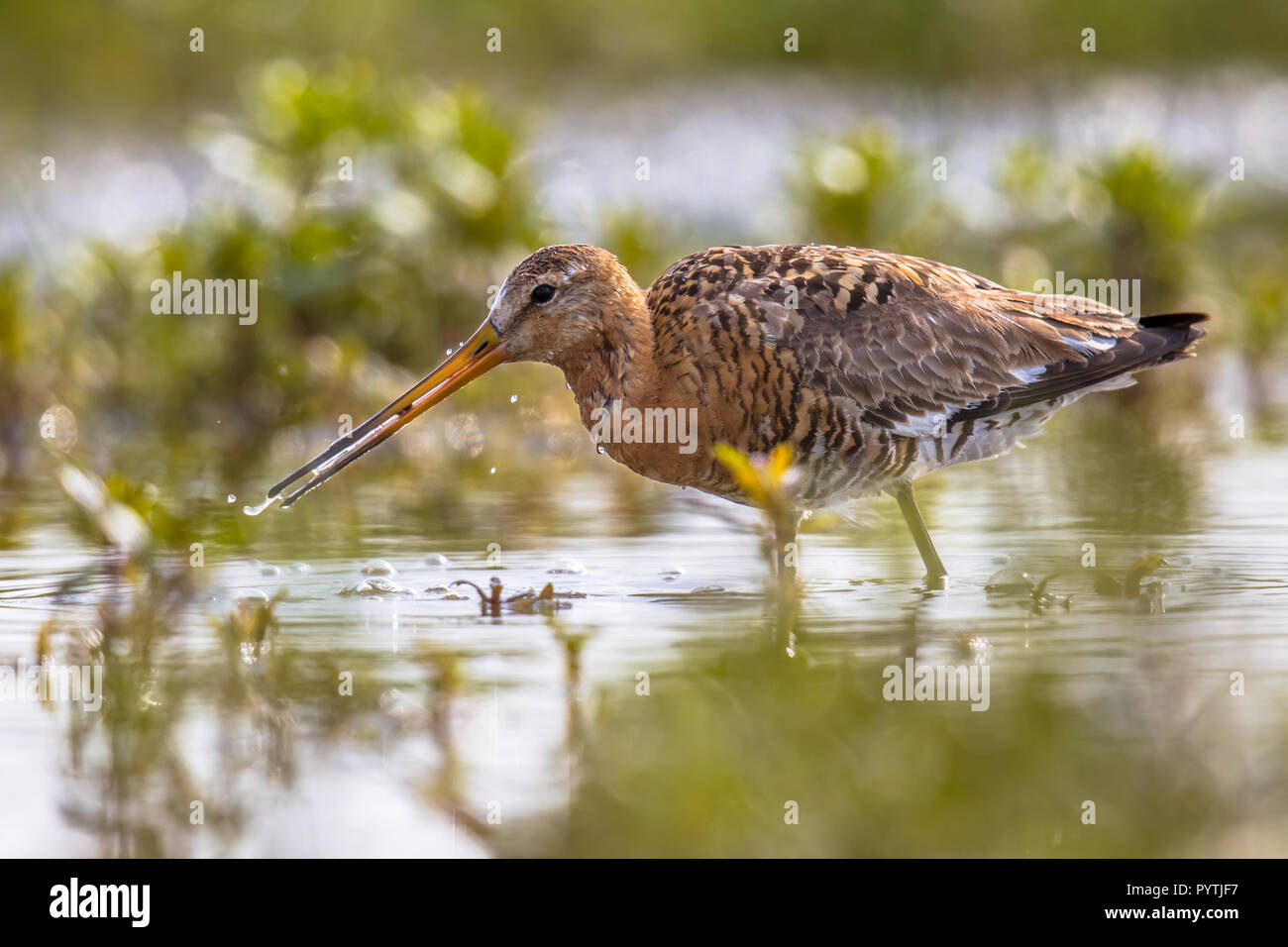 Nero-tailed Godwit (Limosa limosa) wader bird rovistando nella zona umida naturale habitat. Circa la metà della popolazione mondiale le razze in Olanda e t Foto Stock