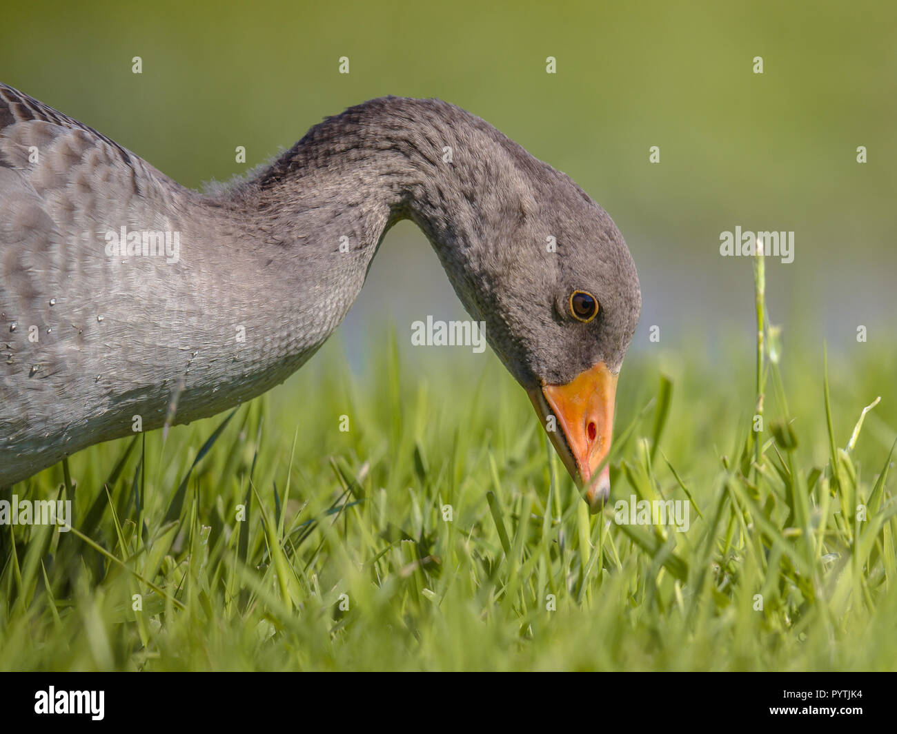 Testa di Graylag goose (Anser anser) bird mangiare erba di pascolo verde. Questa specie è aumentato rapidamente in numeri e può essere un grave placca in alcuni Foto Stock