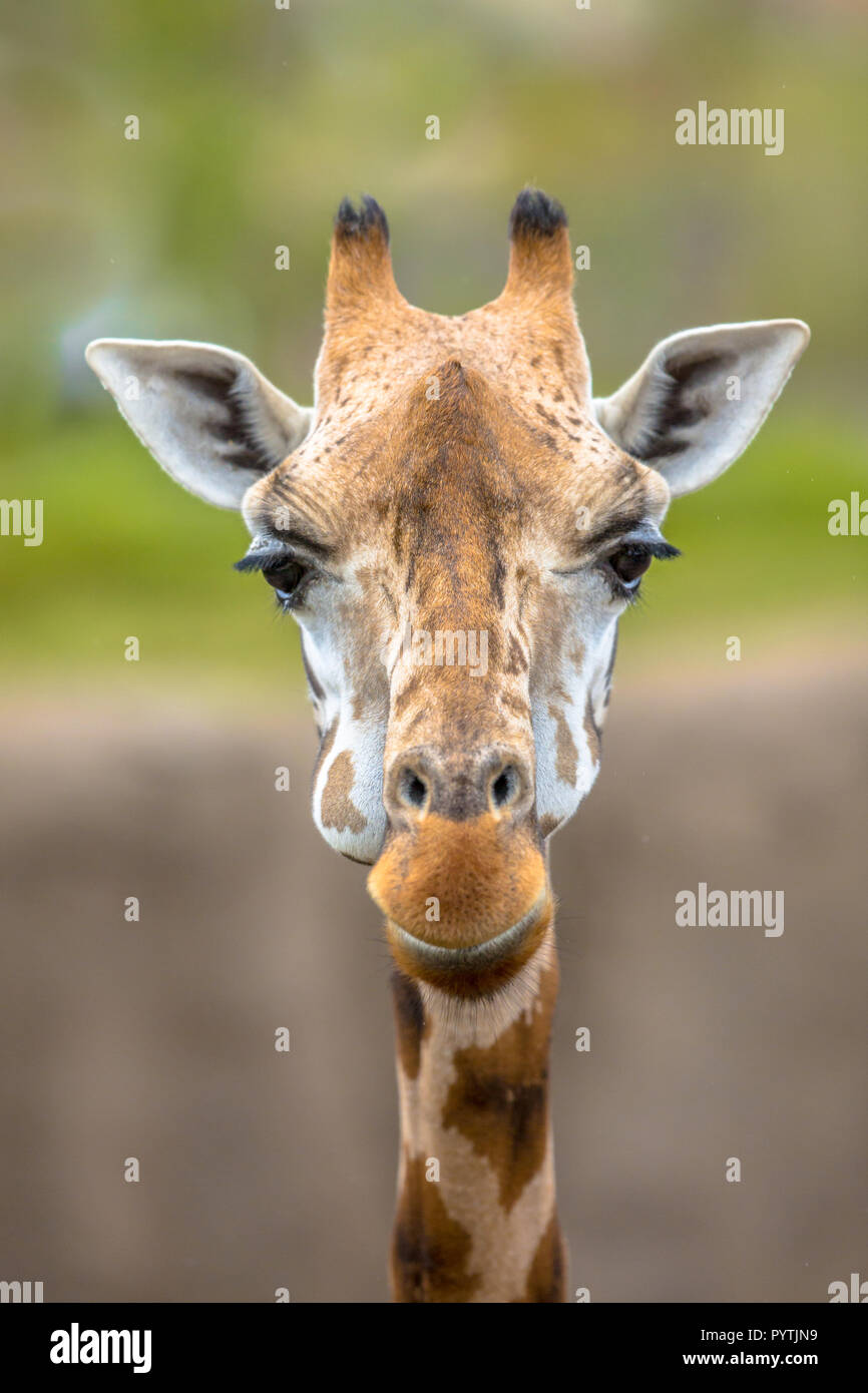 Vista frontale del sud della giraffa (Giraffa giraffa). Questa è una specie di mammifero nativo per l'Africa australe. Foto Stock