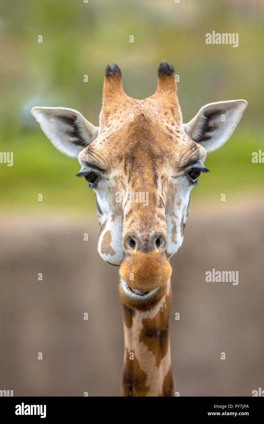 Ritratto frontale del sud della giraffa (Giraffa giraffa). Questa è una specie di mammifero nativo per l'Africa australe. Foto Stock