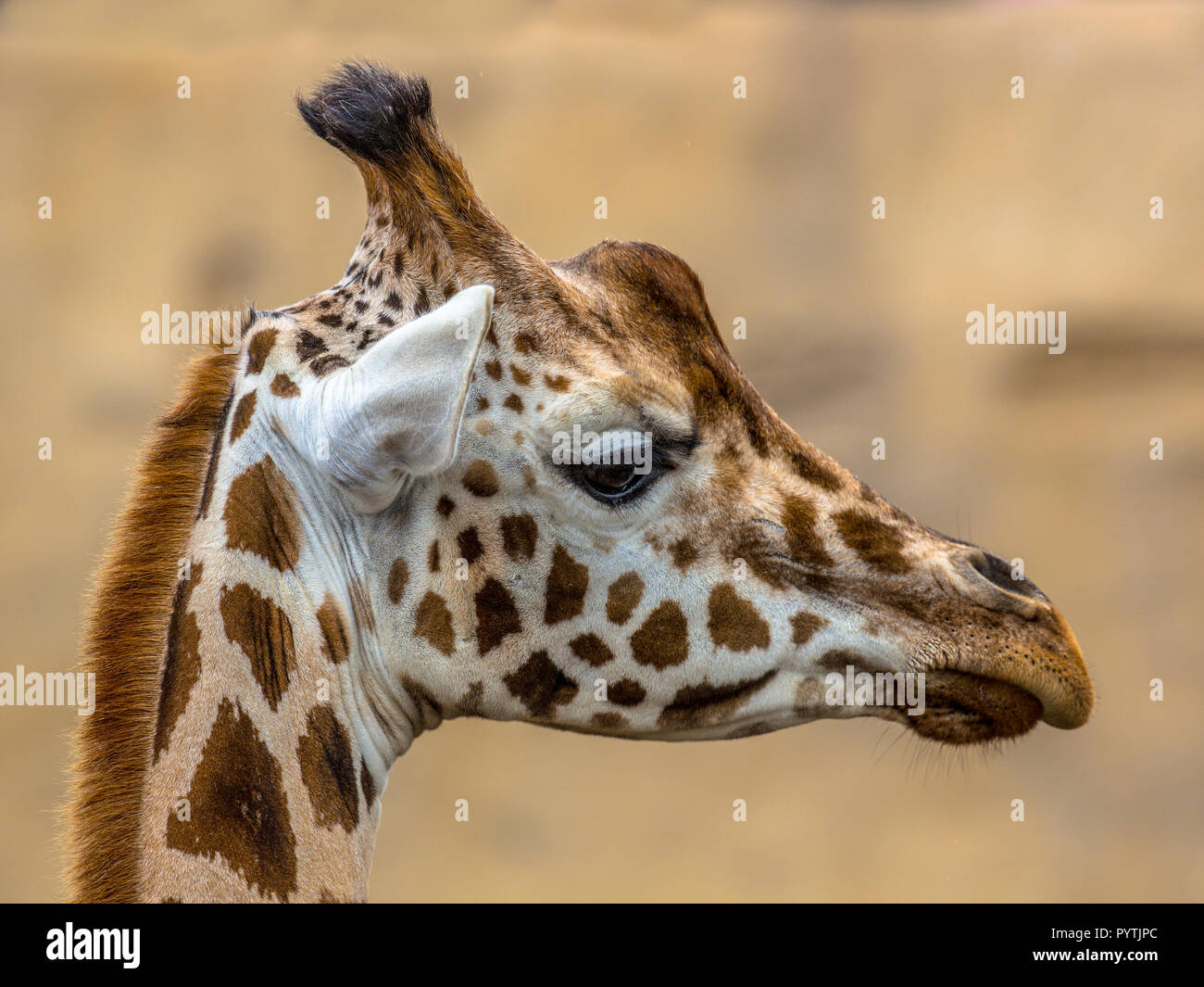 Testa della giraffa meridionale (Giraffa giraffa). Questa è una specie di mammifero nativo per l'Africa australe. Foto Stock