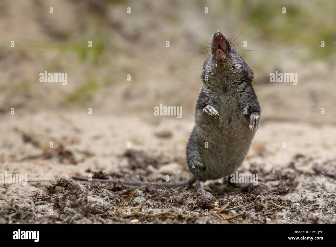 La rara e inafferrabile comunità acqua megera (Neomys fodiens) visto dal lato inferiore Foto Stock