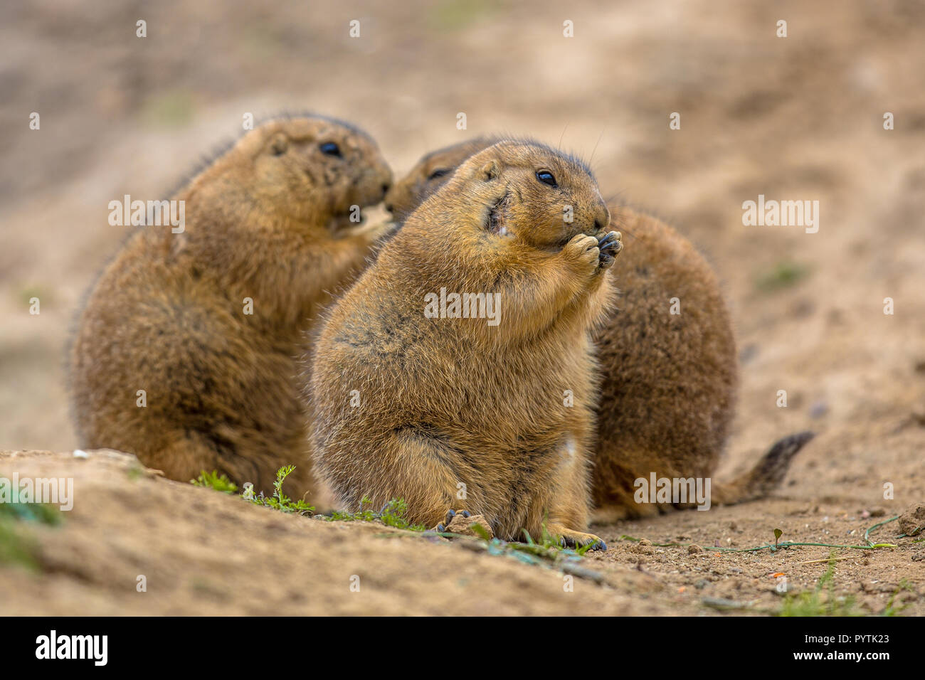Gruppo di nero-tailed i cani della prateria (Cynomys ludovicianus) mangiare e socializzare in naturale ambiente deserto Foto Stock