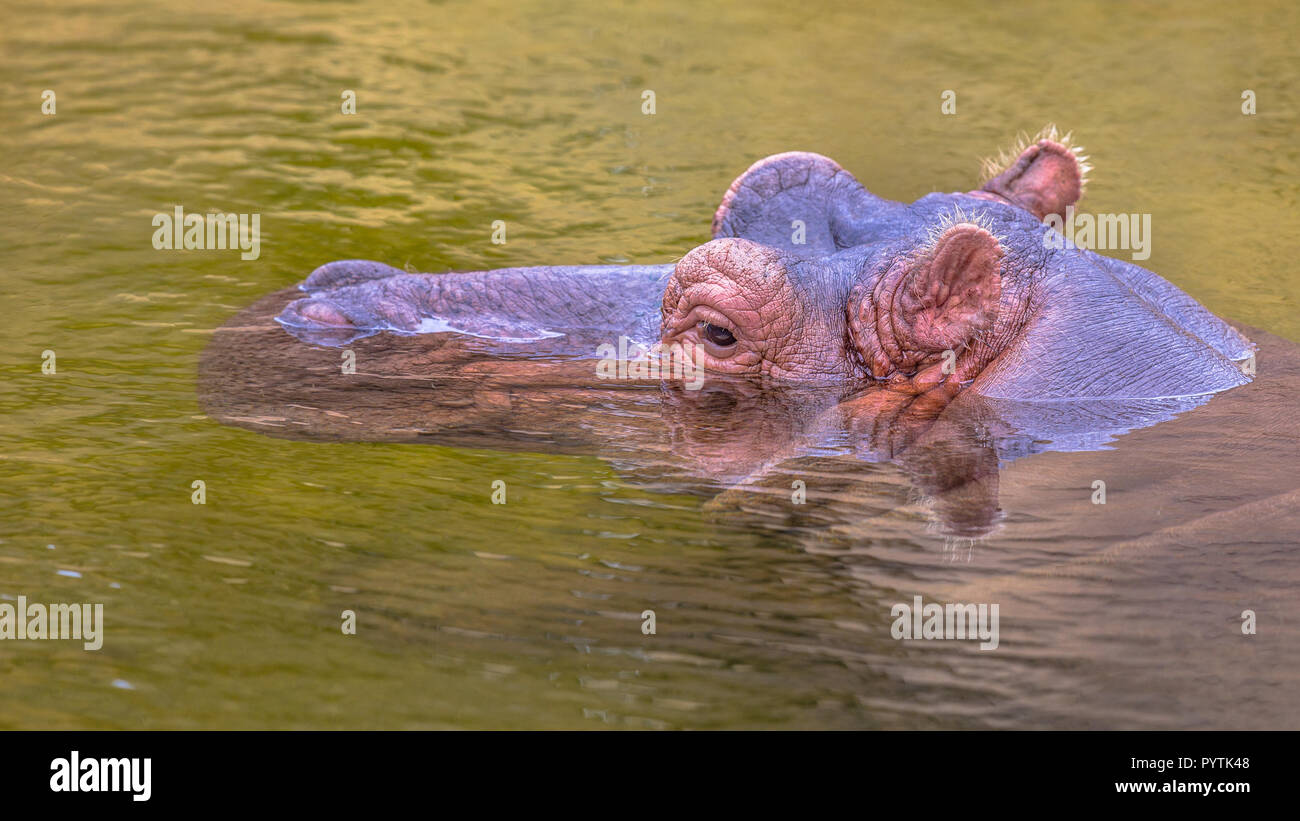 Comune (ippopotamo Hippopotamus amphibius), o di Ippona nuoto e sommerso in acqua. Questo è un grande, prevalentemente di mammiferi erbivori in sub-Saharan Afr Foto Stock