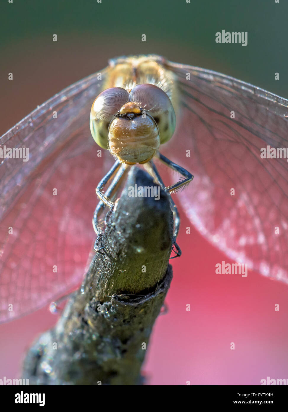 Vista frontale di comune darter dragonfly (Sympetrum striolatum) arroccato su stick in estate il sole Foto Stock