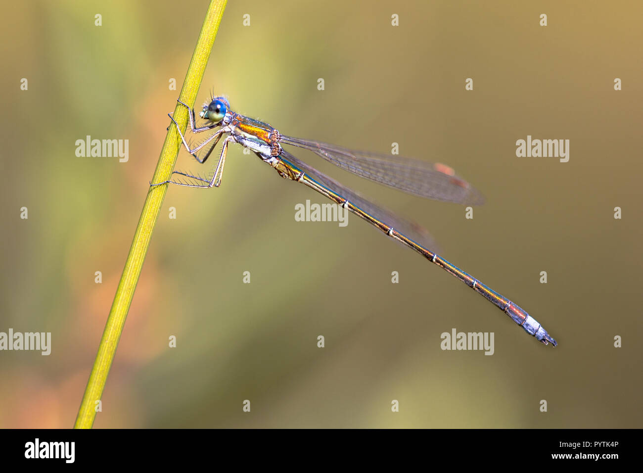 Maschio Piccolo Smeraldo spreadwing dragonfly (Lestes virens) coppia coniugata in posizione in tandem Foto Stock