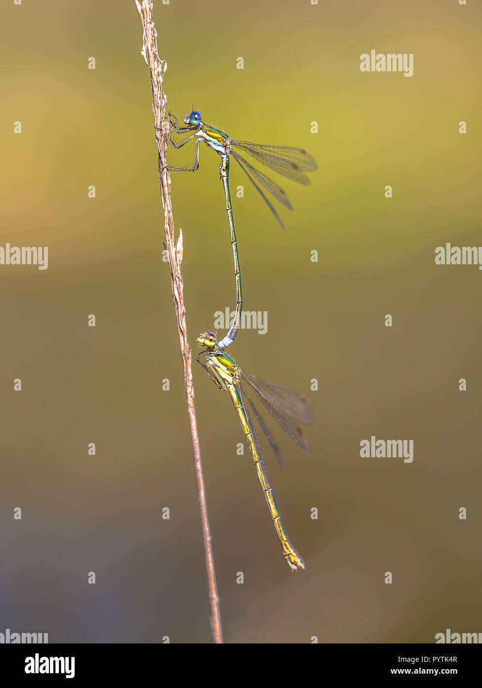 Piccolo Smeraldo spreadwing dragonfly (Lestes virens) coppia coniugata in posizione in tandem Foto Stock