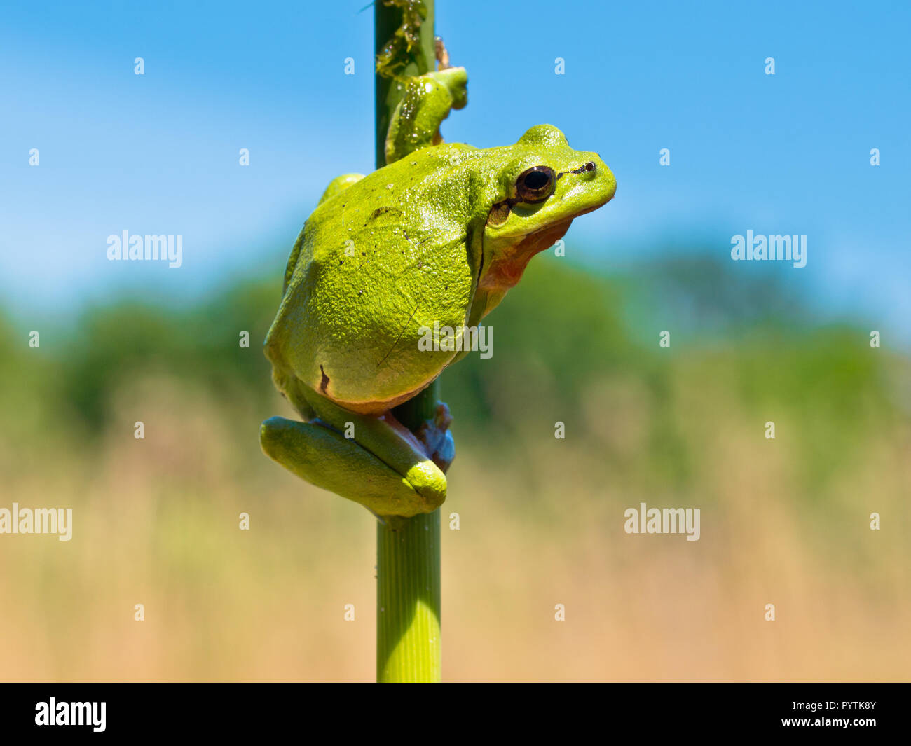 Raganella (Hyla arborea) salendo in un ramoscello di Reed nel suo habitat naturale Foto Stock