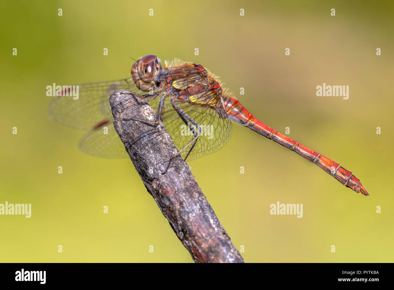 Common darter dragonfly (Sympetrum striolatum) arroccato su stick in estate il sole Foto Stock