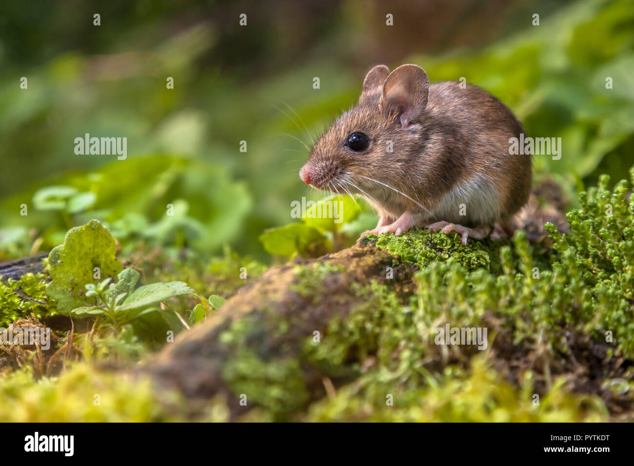 Wild Wood mouse in appoggio su un registro sul suolo della foresta con una lussureggiante vegetazione verde Foto Stock