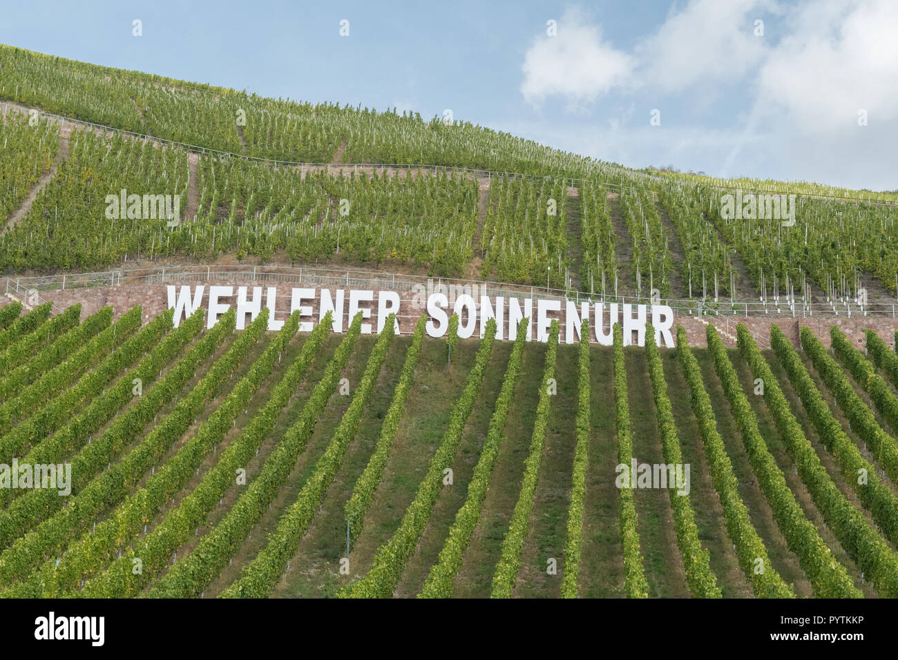 Wehlener Sonnenuhr riesling vigna nella valle della Mosella, Germania, Europa Foto Stock