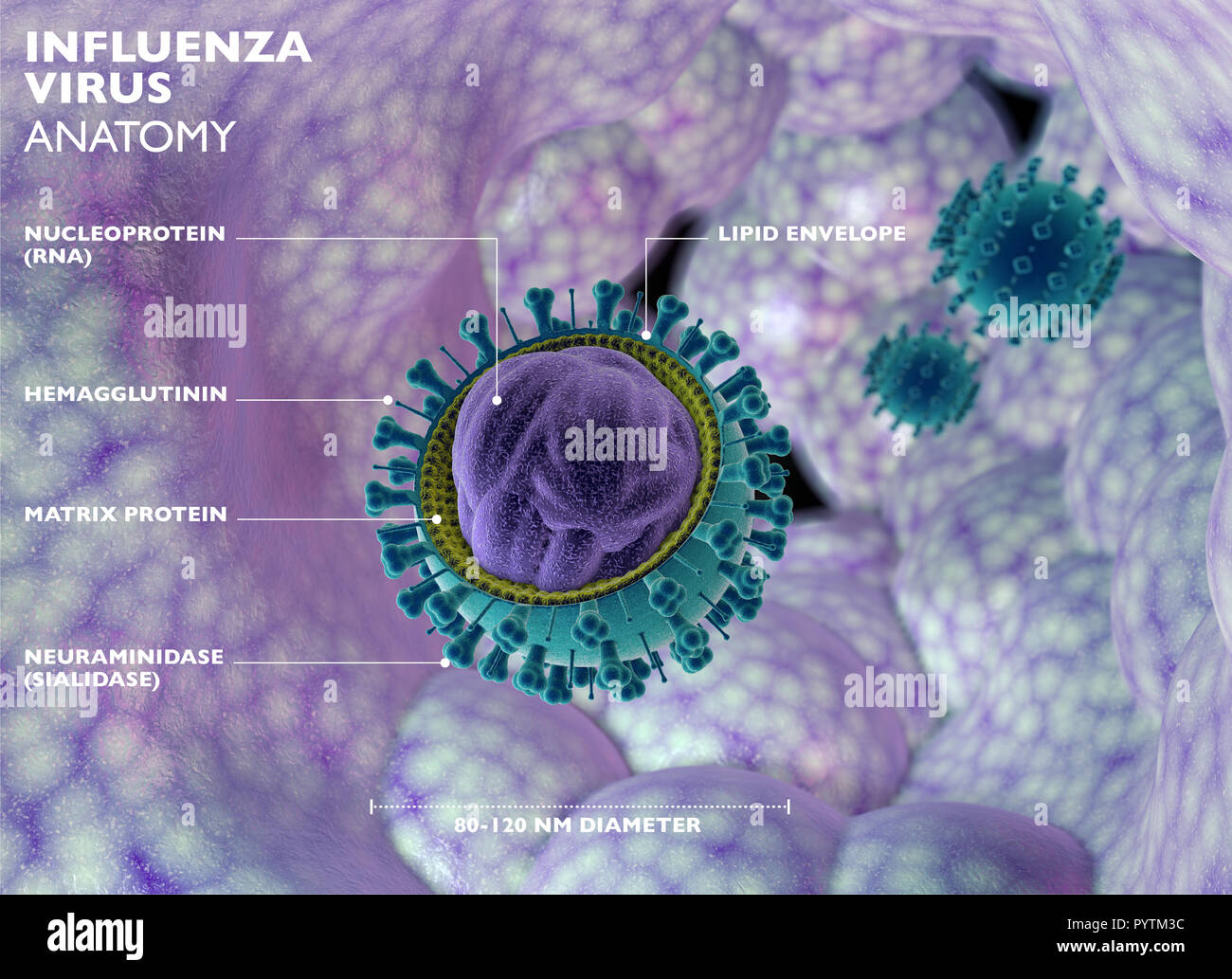 Il virus dell'influenza, l'influenza è una malattia infettiva causata da un virus influenzale. I sintomi più comuni includono: febbre alta, naso che cola, mal di gola, muscolo Foto Stock