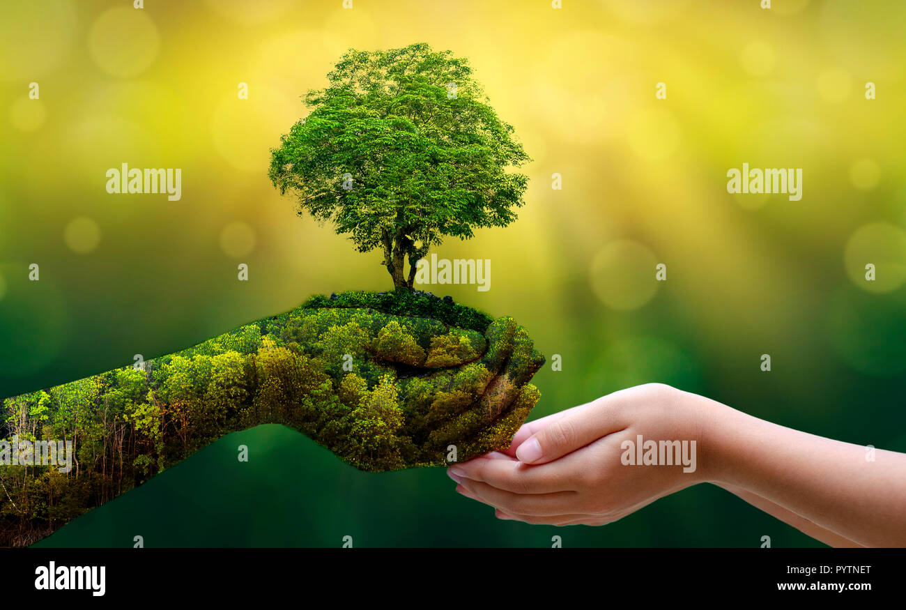 Ambiente per la Giornata della Terra nelle mani di alberi che crescono i semenzali. Bokeh sfondo verde femmina lato albero di trattenimento sul campo di natura foresta di erba conservati Foto Stock