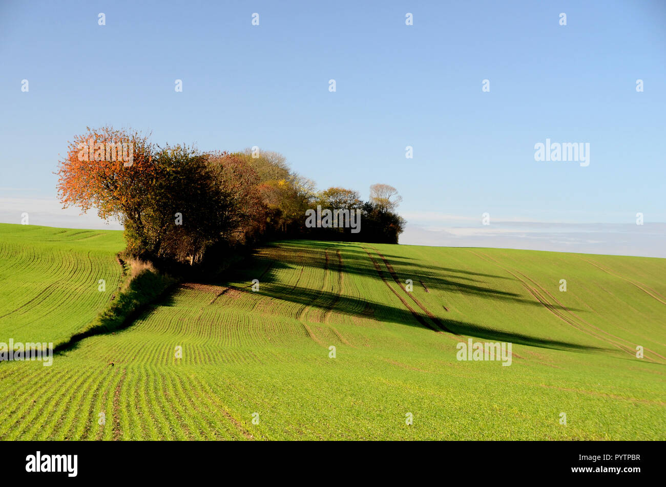 Paesaggio con campi con il raccolto invernale e gli alberi in autunno colori, il basso in piedi sole proietta lunghe ombre. Foto Stock
