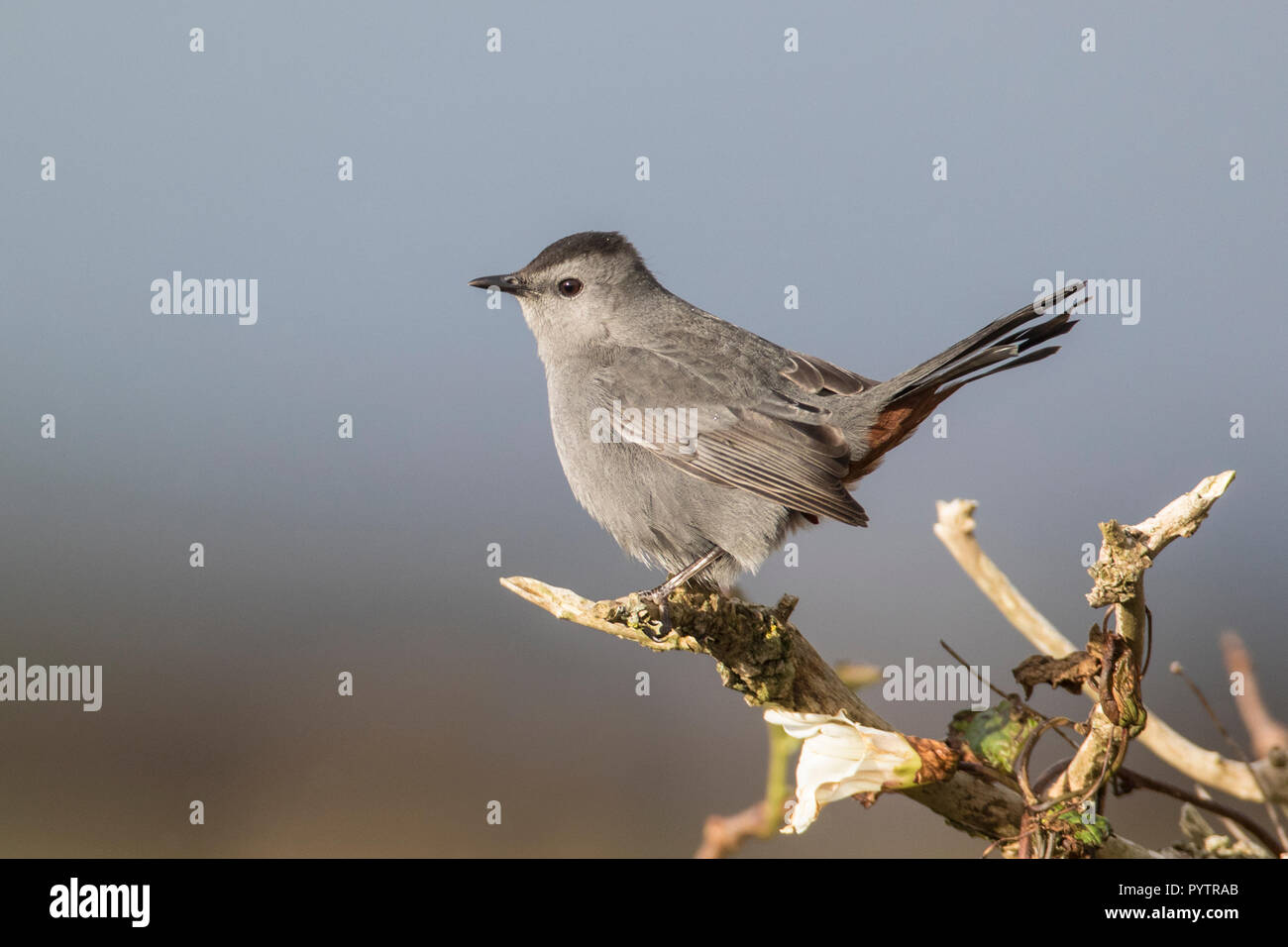 Grigio maschio Catbird (Dumetella carolinensis), Land's End, Cornwall, Regno Unito Foto Stock