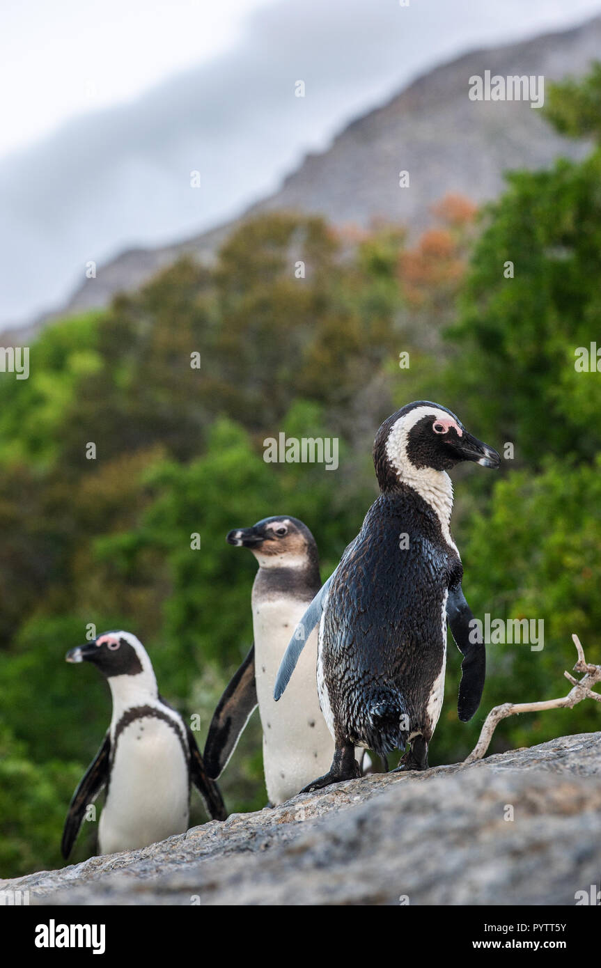 Pinguino africano sul boulder. Pinguino africano, nome scientifico: Spheniscus demersus, noto anche come il jackass penguin e nero-footed pinguino. Bou Foto Stock