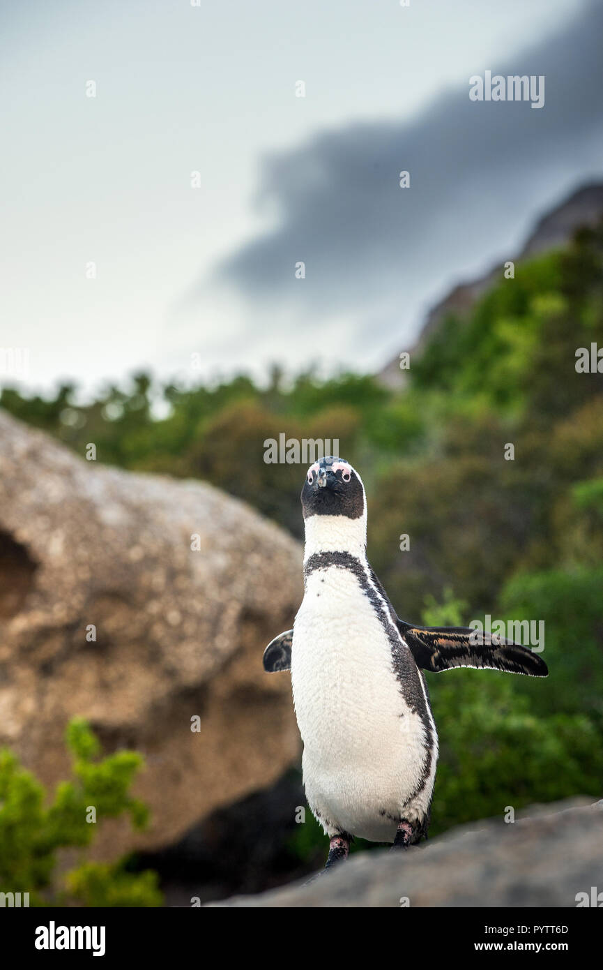Pinguino africano sul boulder. Pinguino africano, nome scientifico: Spheniscus demersus, noto anche come il jackass penguin e nero-footed pinguino. Bou Foto Stock