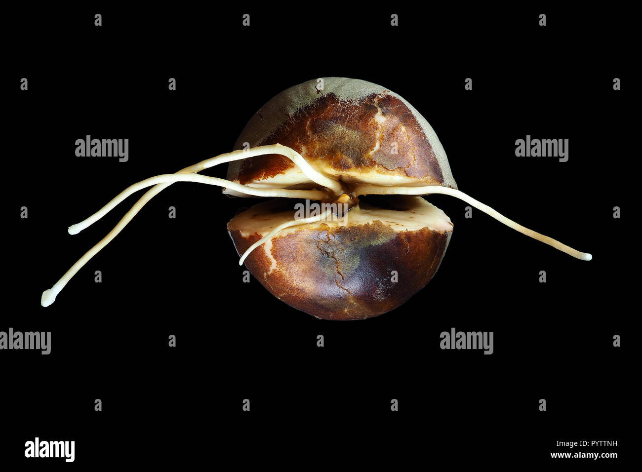 La germogliazione di semi di avocado close-up Foto Stock