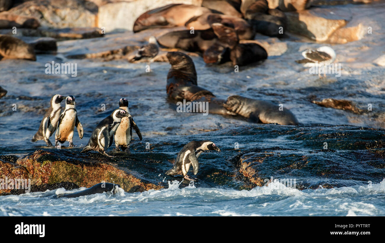 I Penguins africani sull isola di tenuta. Colonia di guarnizioni di tenuta sullo sfondo. Pinguino africano, Spheniscus demersus, noto anche come il jackass penguin e nero-foo Foto Stock