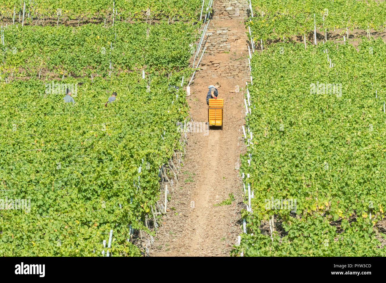 Un uomo tira le casse su una pendenza ripida Valle della Moselle vigna durante la mietitura mediante un sistema di pulegge, Germania, Europa Foto Stock