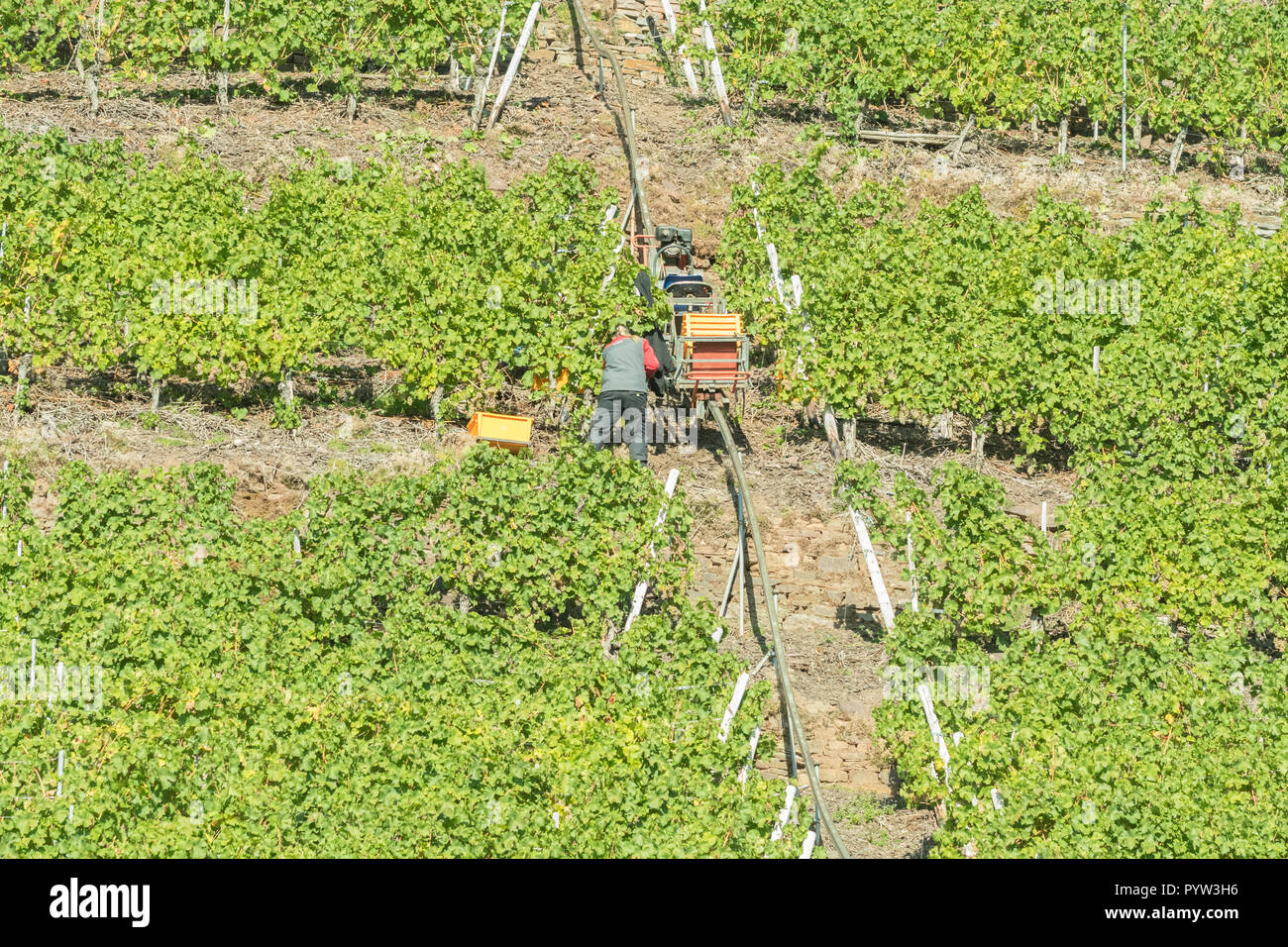 Monorackbahn monorotaia o ferrovia a cremagliera casse di sollevamento e uve sui pendii molto ripidi di una valle della Mosella vigna durante la mietitura, Germania Foto Stock