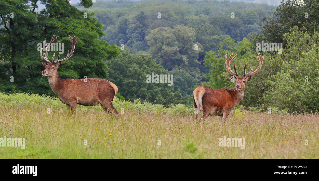 Red Deer Stags in un parco all'inglese (Cervus elaphus) Foto Stock