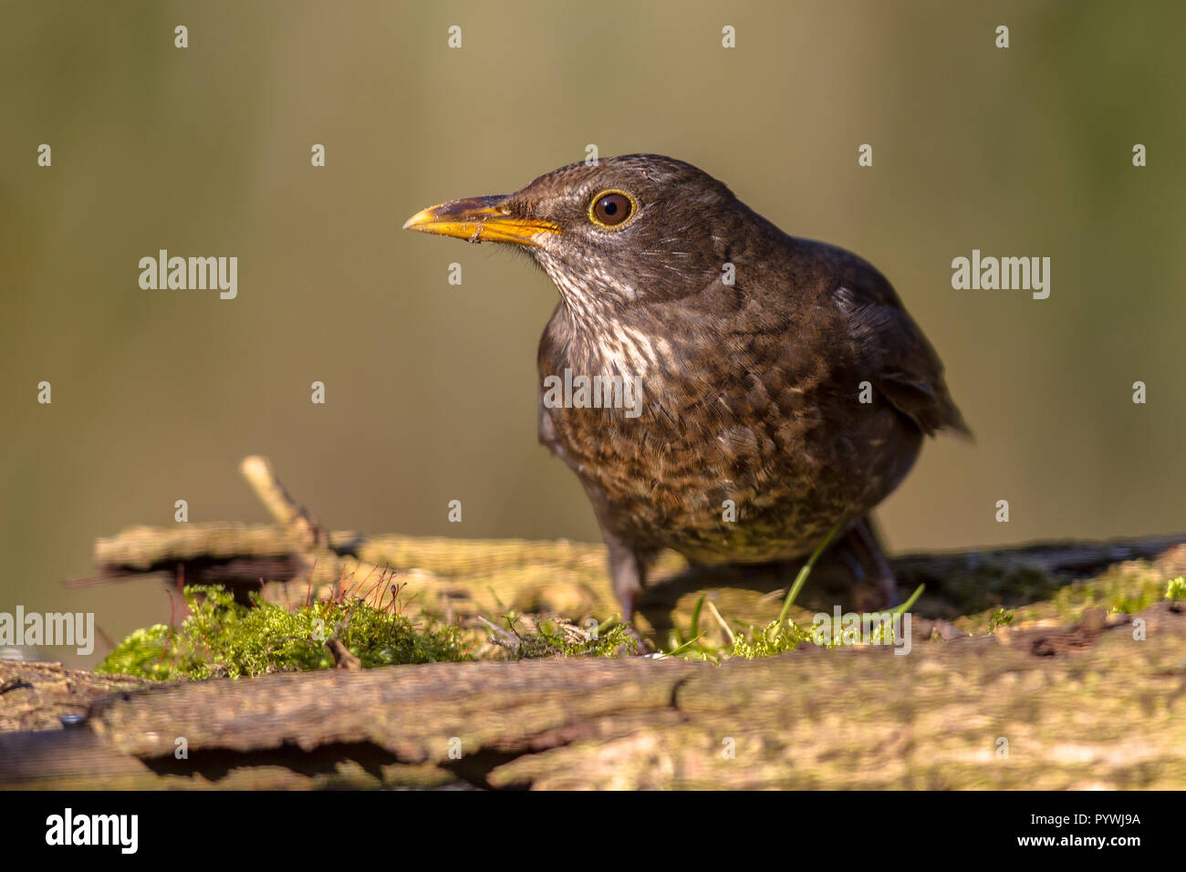 Merlo comune (Turdus merula) femmina su legno di muschio guardando giù per alimenti Foto Stock