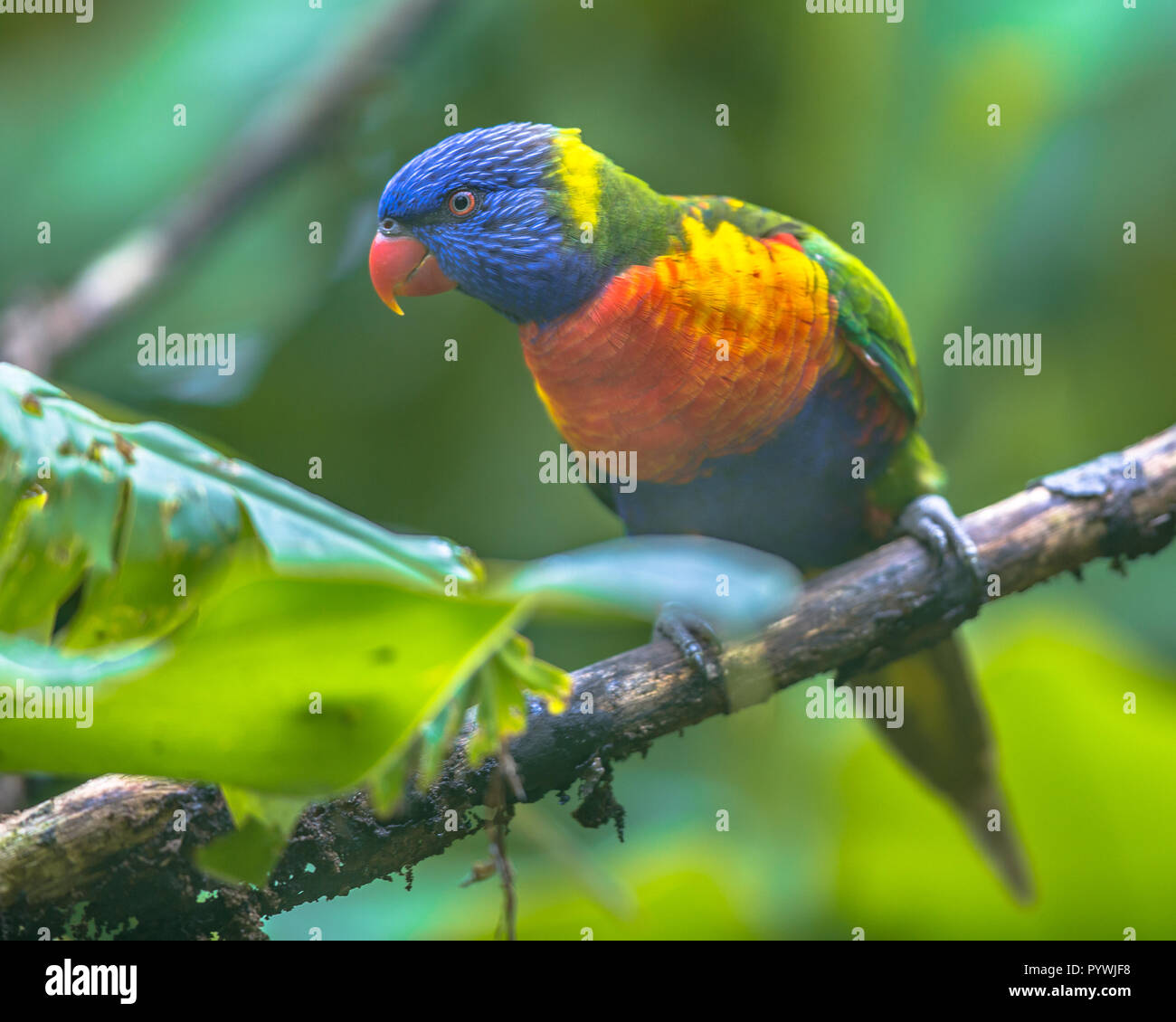 Rainbow lorikeet (Trichoglossus moluccanus) è una specie di pappagallo trovato nelle foreste pluviali di Australia Foto Stock