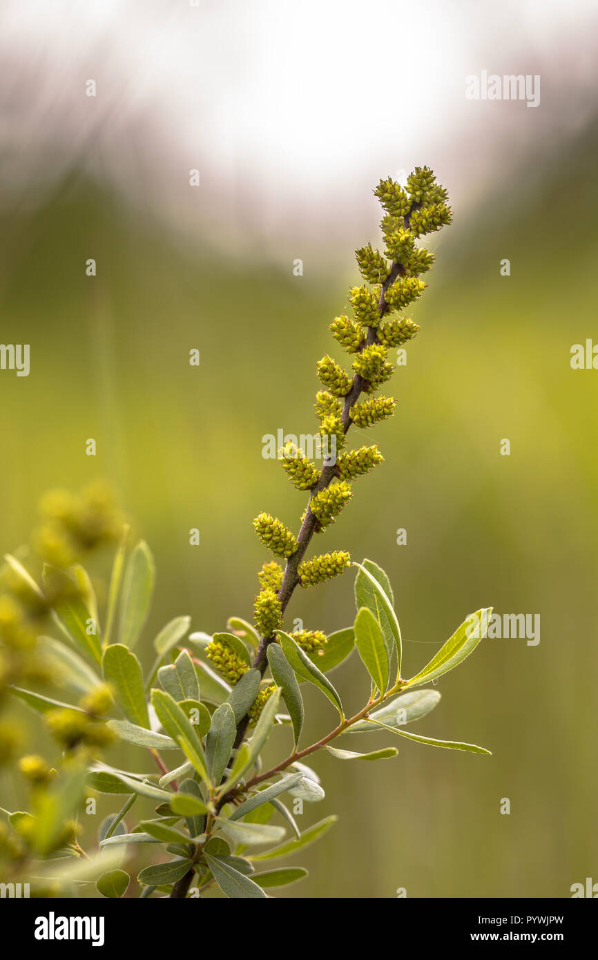 Fiore di Bog-Myrtle (Myrica gale) con sfondo verde Foto Stock