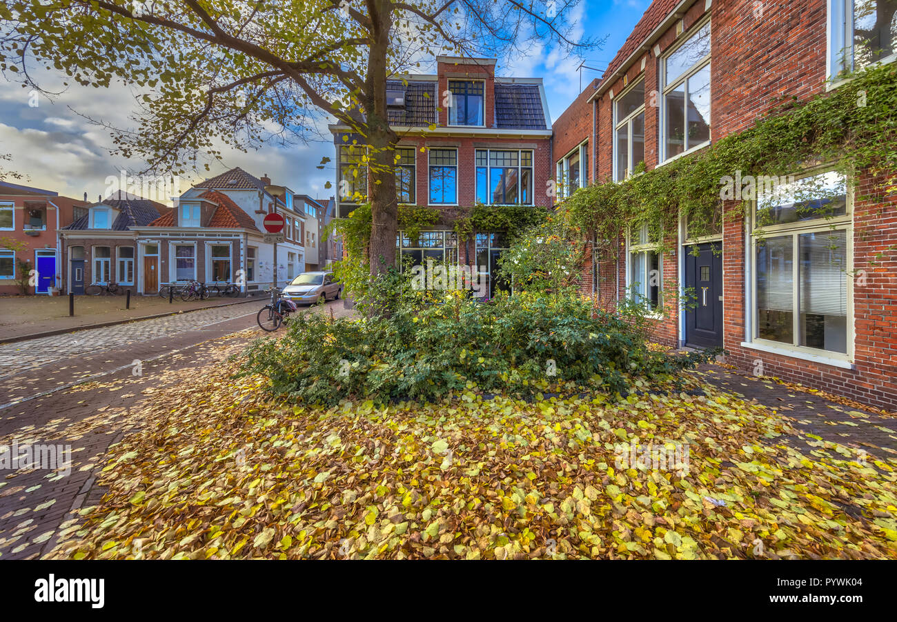 Giallo autunno lascia sulla strada a Groningen dal centro città in una giornata di sole in novembre. Foto Stock