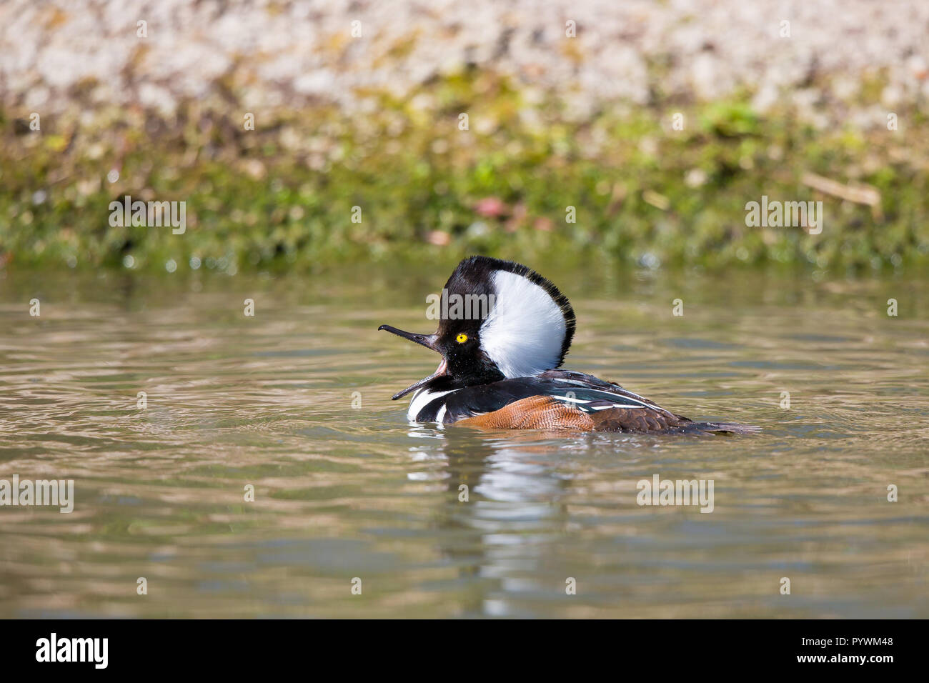 Chiudere dettagliate fino di maschio hooded merganser anatra (Lophodytes cucullatus) nuotare in acqua, becco aperto. Aquatic Drake dirige a sinistra della cresta di testa fino a sun. Foto Stock