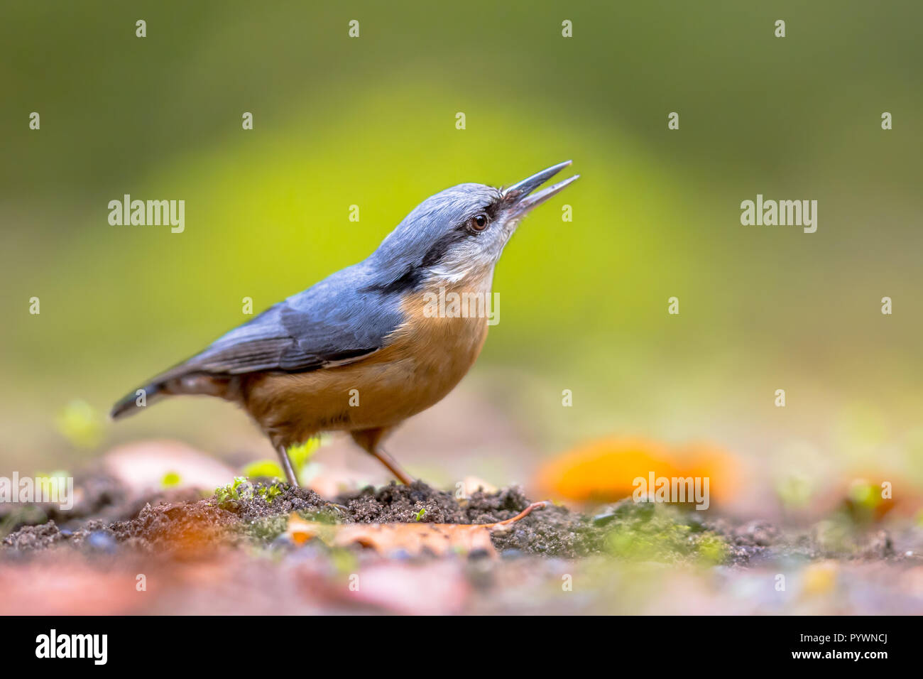 Close up Eurasian picchio muratore o legno picchio muratore (Sitta Europaea) appollaiato sul suolo della foresta con foglie di autunno e guardando verso l'alto Foto Stock