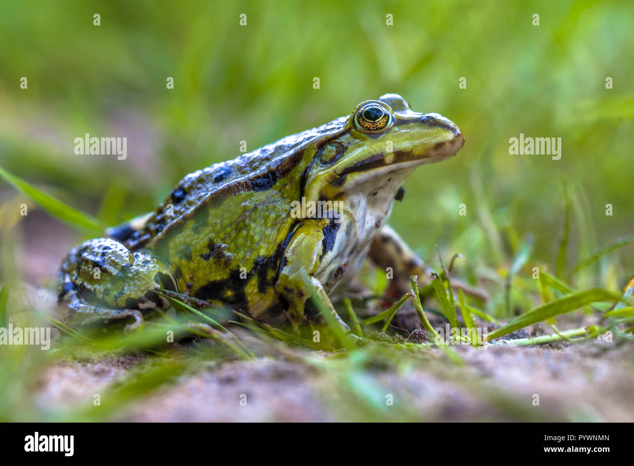 Verde rana verde (Pelophylax klepton esculentus) sedersi e guardare in erba di un giardino prato Foto Stock