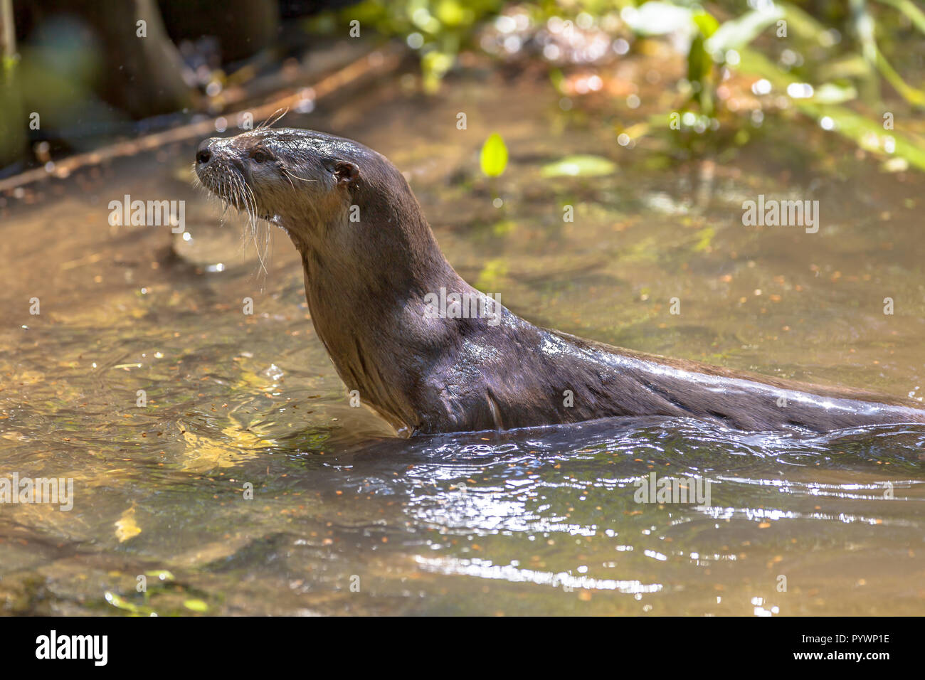 Lontra europea (Lutra lutra) nuotare in un fiume e cerca di pesce per l'alimentazione su Foto Stock