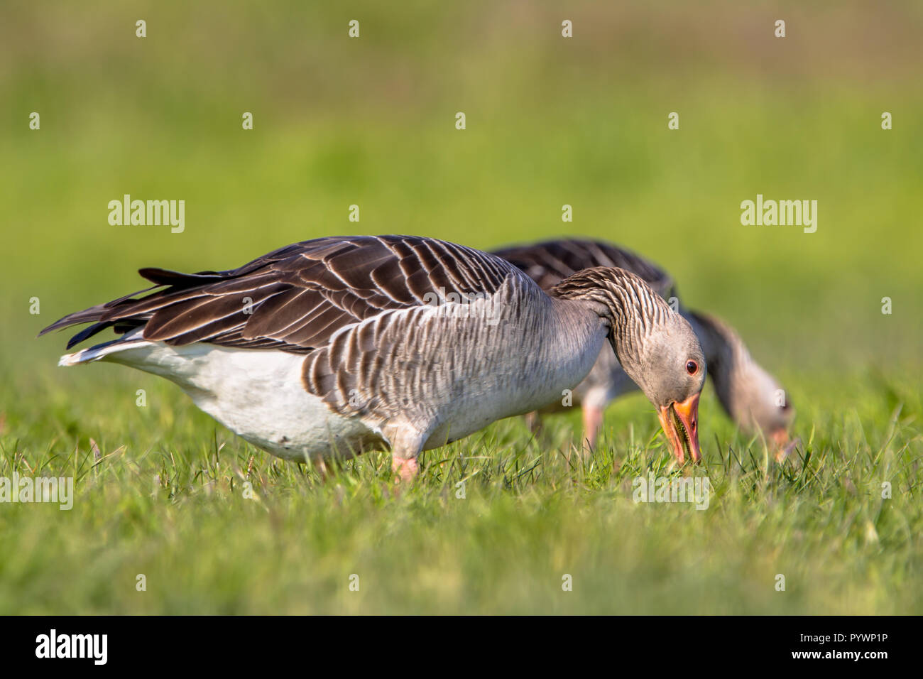 Paio di oca Graylag alimentare sull'erba. Numeri di oca graylag (Anser anser) sono cresciuti in numeri problematici negli ultimi anni nei Paesi Bassi. Foto Stock