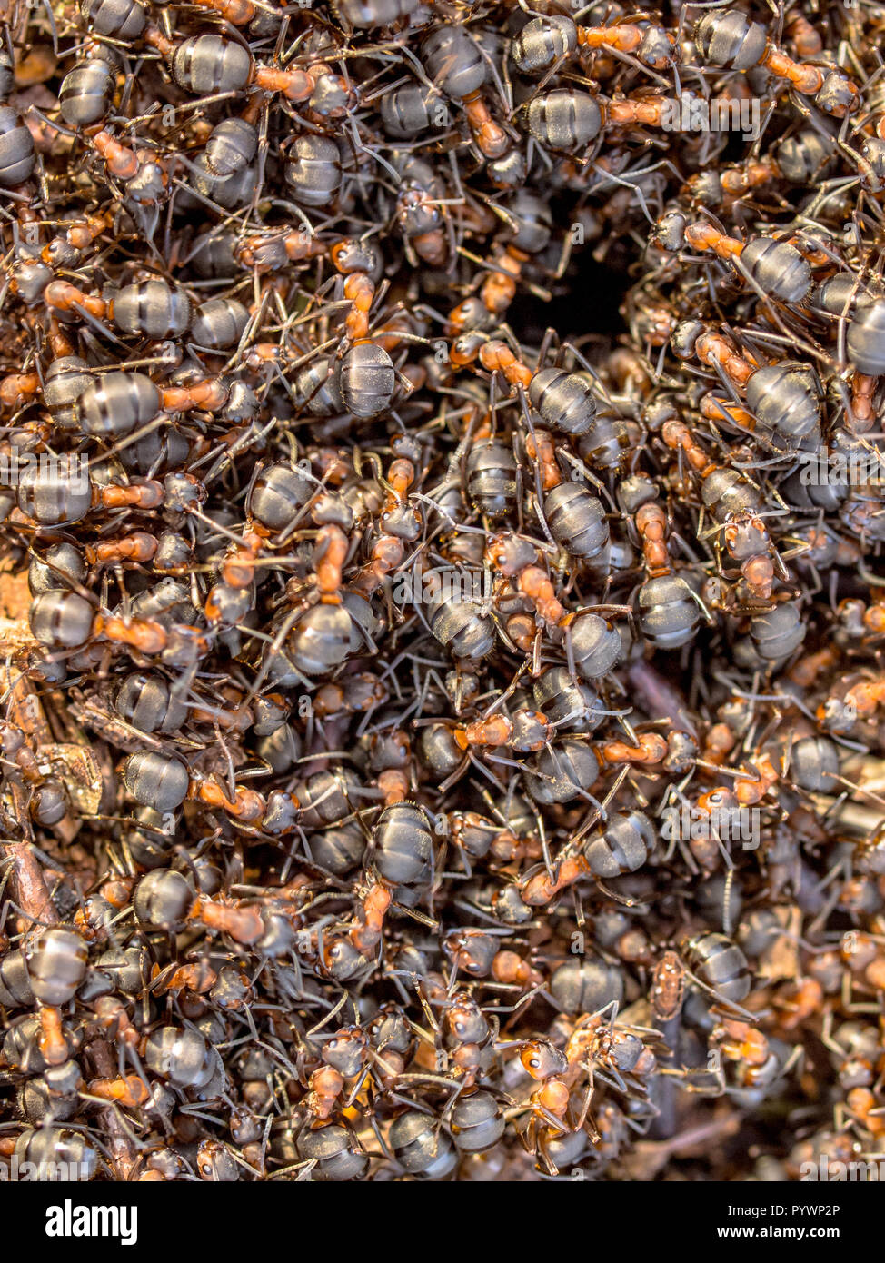 Red Formigueiro Hustle Creeping intorno all'entrata dei loro nidi Foto Stock