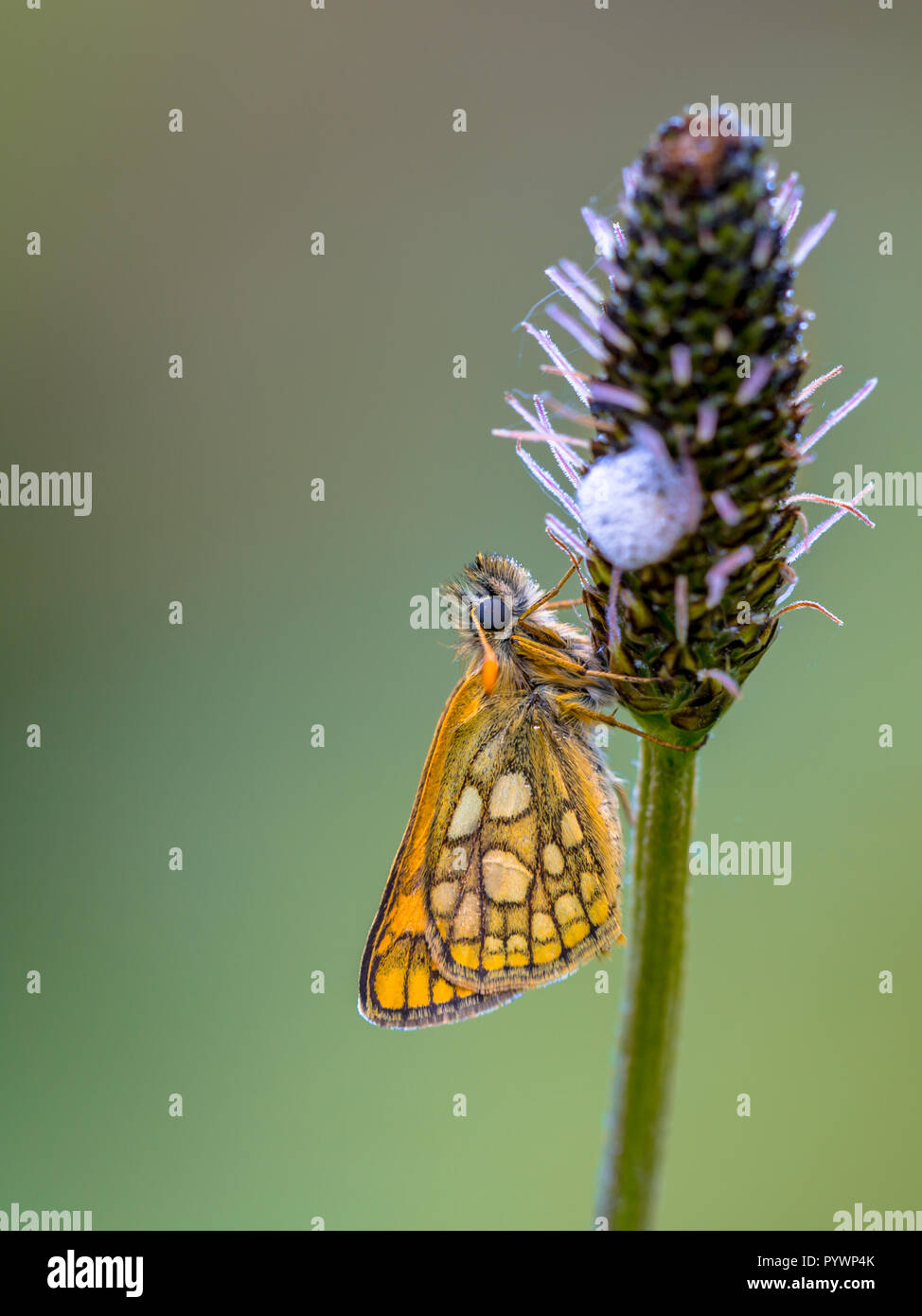 Dormire skipper a scacchi (Carterocephalus palaemon) su un impianto nelle prime ore del mattino. Esso è ampiamente distribuito in Europa settentrionale e centrale. La sua ra Foto Stock
