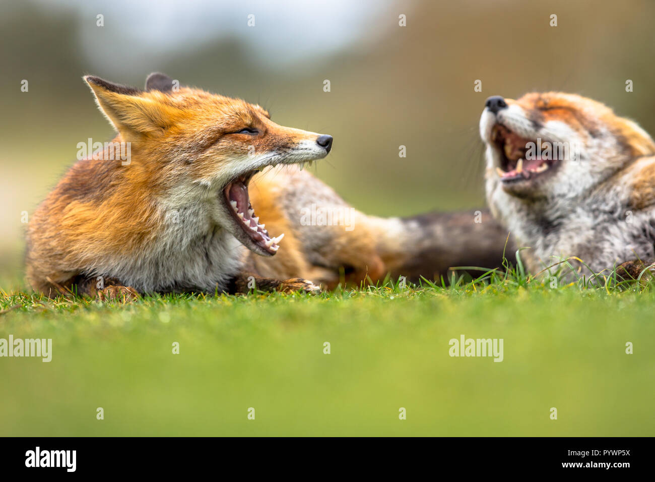 Due comunità volpi rosse (Vulpes vulpes vulpes) ringhiando per ogni altro in erba. Il più abbondante wild membro dell'Carnivora, essendo presente in tutta l'entir Foto Stock