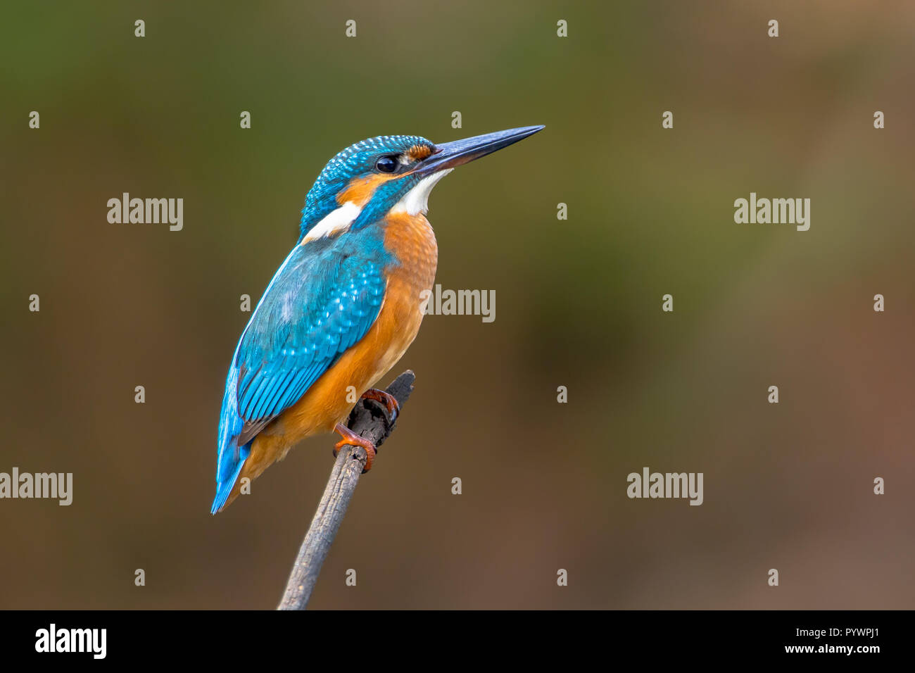 Politica europea comune in materia di Kingfisher (Alcedo atthis) appollaiato su un bastone sopra il fiume e la caccia per i pesci. Questo sparrow uccelli grandezza ha il tipico corto-coda Foto Stock