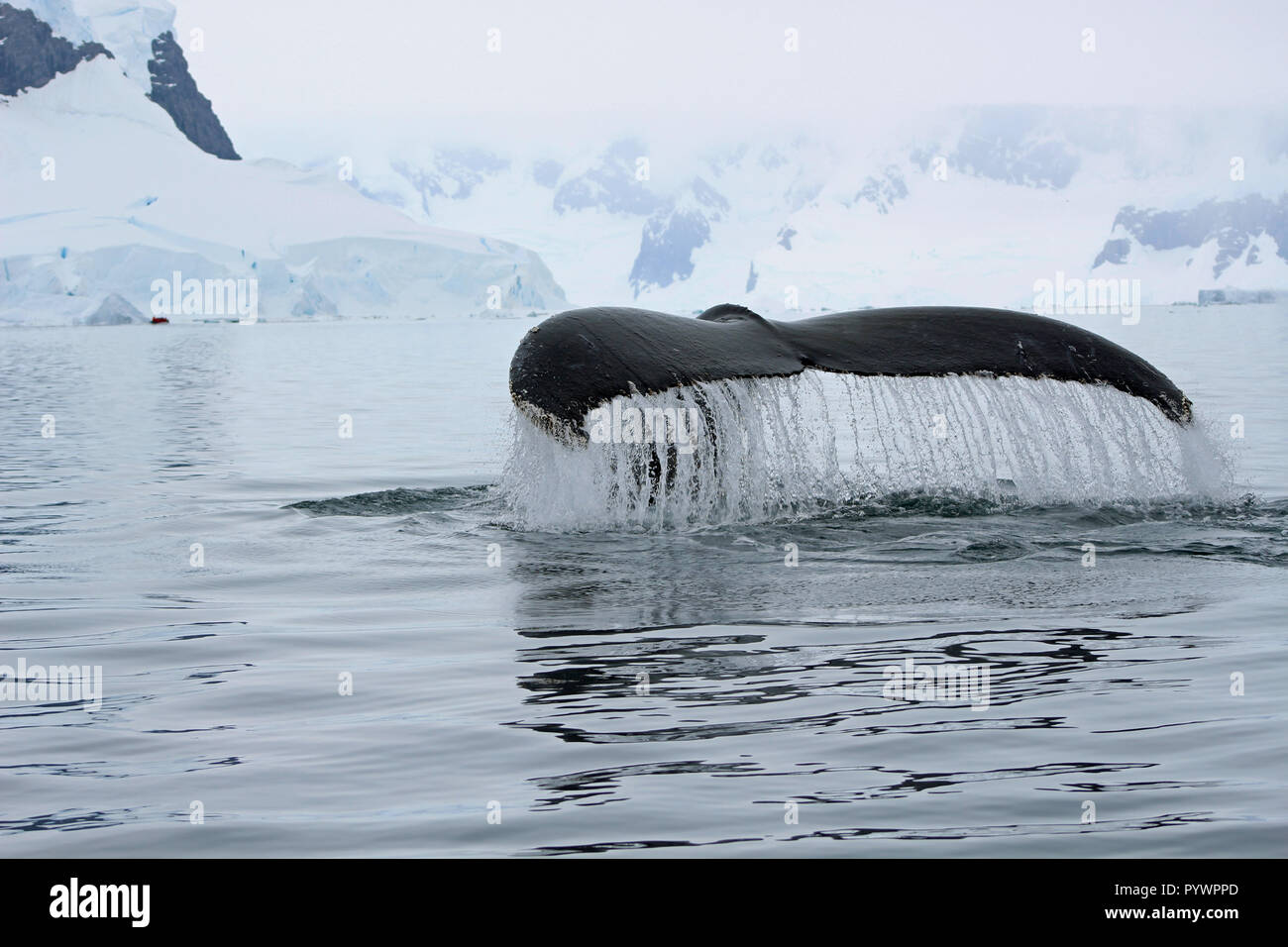 Close-up di Humpback Whale tail passera nera che si tuffa in acqua fuori della Penisola Antartica, osservata a livello degli occhi da un Zodiaco su almeno una volta nella vita viaggio Foto Stock