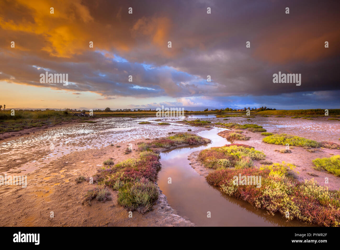 Sunrise oltre la tolleranza al sale di vegetazione palustre su un estuario vicino a SKALA KALLONIS su Lesbo Island, Grecia Foto Stock