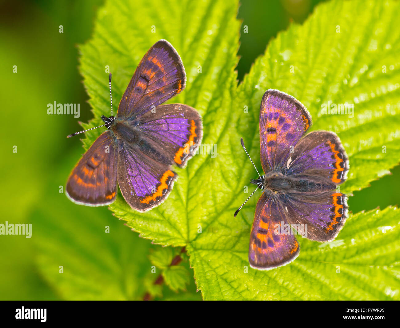Due maschio violetta di rame (farfalla Lycaena helle) con iridescenza blu sulla loro ali Foto Stock